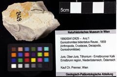 Foto (Objket + Etiketten) von Goniodromites bidentatus (Reuss, 1859) 